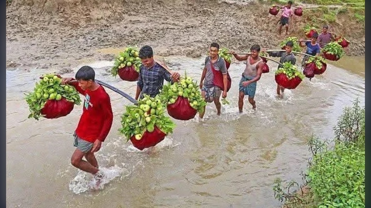 চট্টগ্রামের ‘কাঞ্চন পেয়ারা’ মৌসুমে বিক্রি ৬ কোটি টাকা